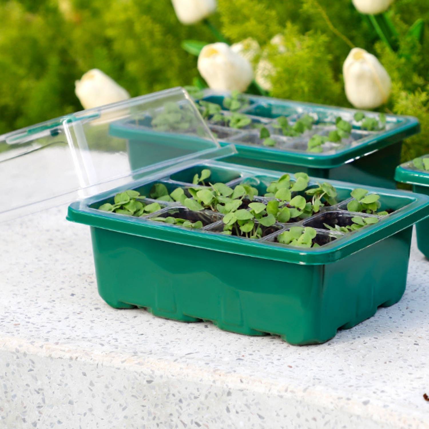 Self Watering Seedling Tray