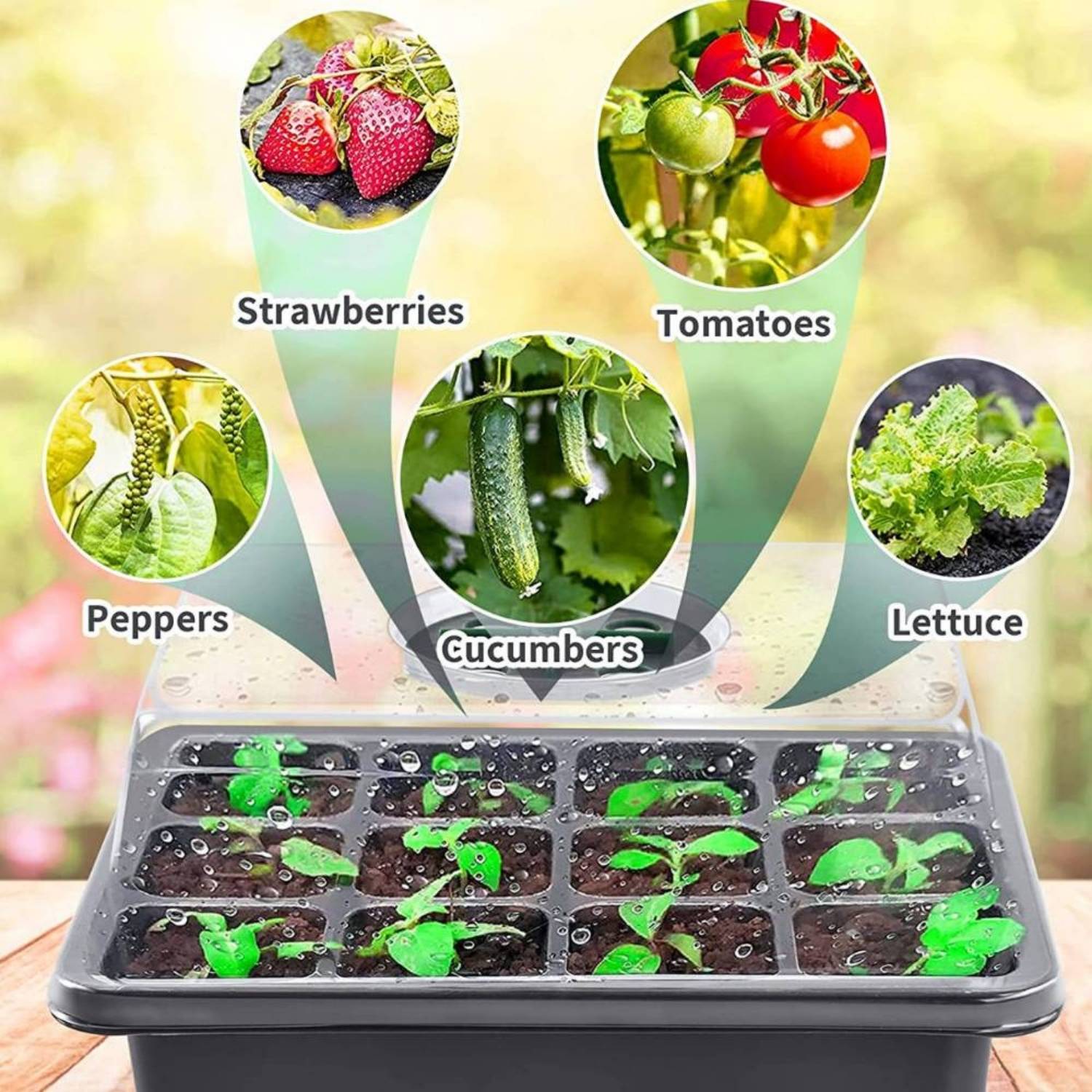 Self Watering Seedling Tray